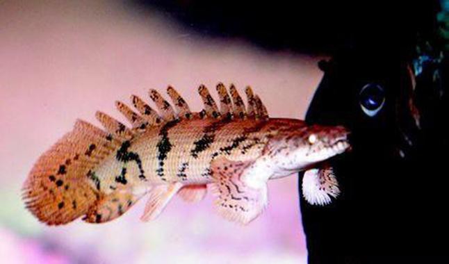虎斑恐龍魚飼養技巧圖解教程圖片