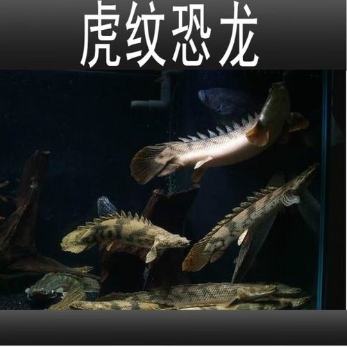 虎斑恐龍魚飼養技巧圖解教程圖片