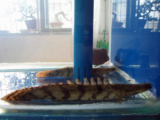 虎斑恐龍魚飼養技巧圖解教程圖片