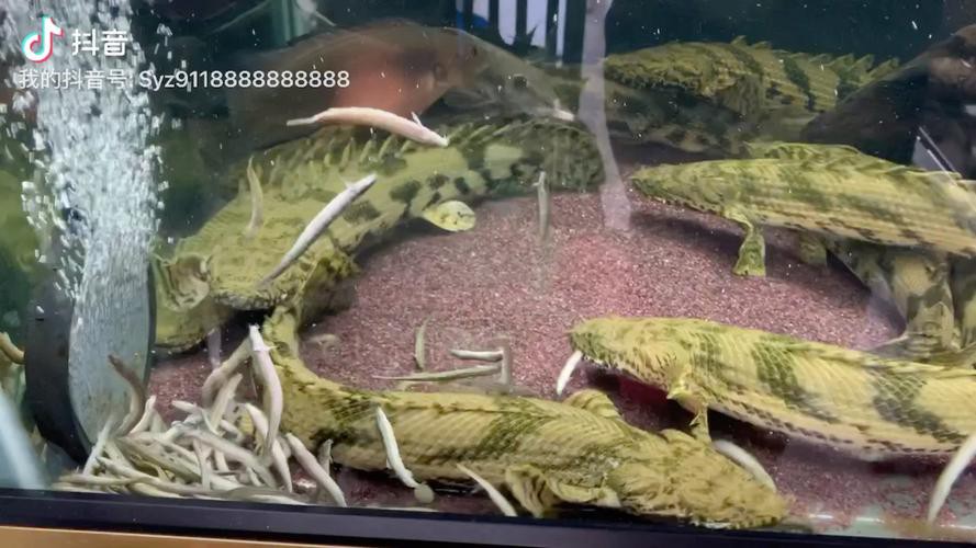 虎斑恐龍魚飼養技巧圖解教程圖片