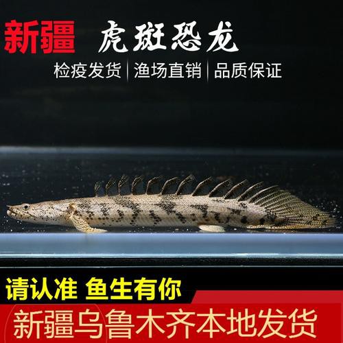 虎斑恐龍魚飼養技巧圖解教程圖片