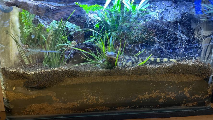 虎斑恐龍魚飼養技巧圖解教程圖片