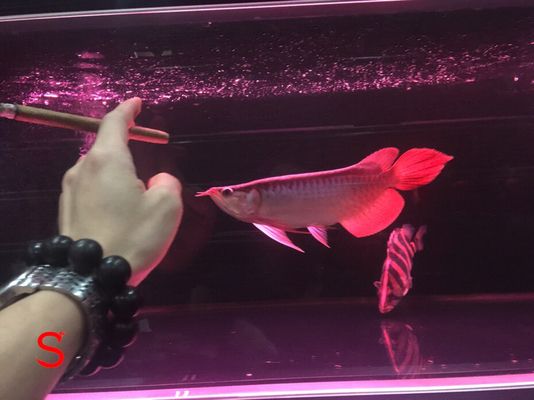帝王紅雪蓮紅龍魚：帝王紅雪蓮紅龍魚是什么品種的？