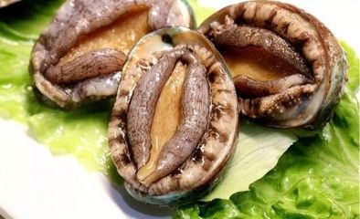 鮑魚和龍魚可以一起混合養殖嗎，鮑魚可以和龍魚一起養嗎：鮑魚可以和龍魚一起養嗎？