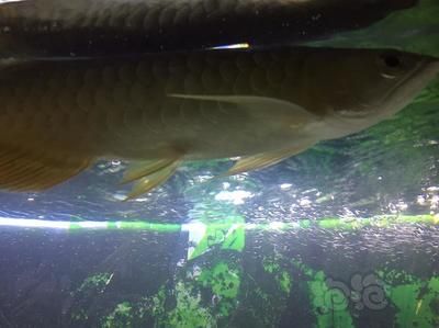 有體型較小的龍魚嗎為什么：體型較小的龍魚品種是體型較小的龍魚品種，為什么體型較小