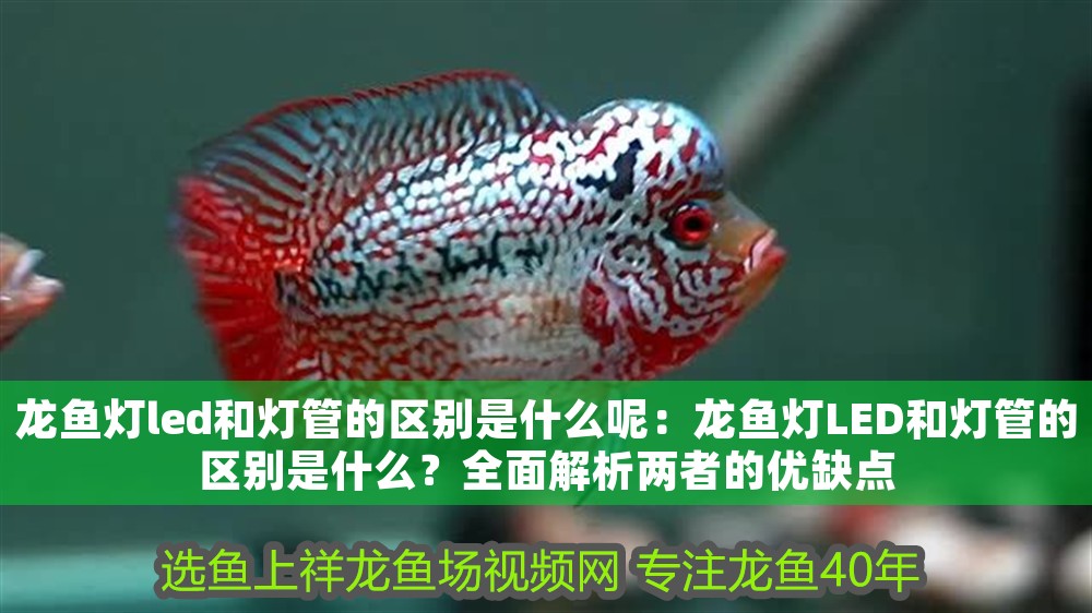 龍魚燈led和燈管的區別是什么呢：龍魚燈LED和燈管的區別是什么？全面解析兩者的優缺點