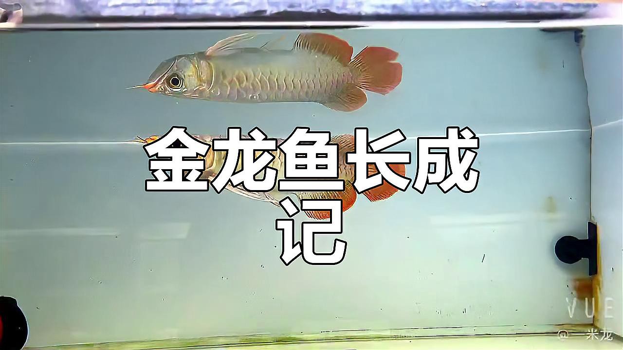 過背金龍魚價格及圖片大全大圖視頻 過背金龍魚價格及圖片大全大圖視頻 龍魚百科 第9張