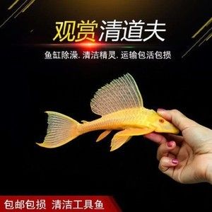 女王大帆魚苗購買渠道，購買女王大帆魚苗的渠道