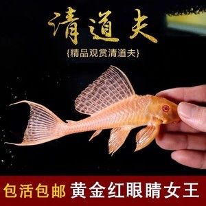 女王大帆魚苗購買渠道，購買女王大帆魚苗的渠道