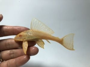 女王大帆魚苗購買渠道，購買女王大帆魚苗的渠道