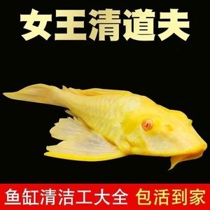 女王大帆魚苗購買渠道，購買女王大帆魚苗的渠道