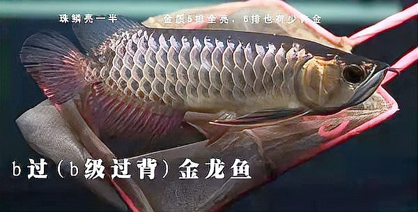 B過金龍和紅尾金龍有什么區別？
