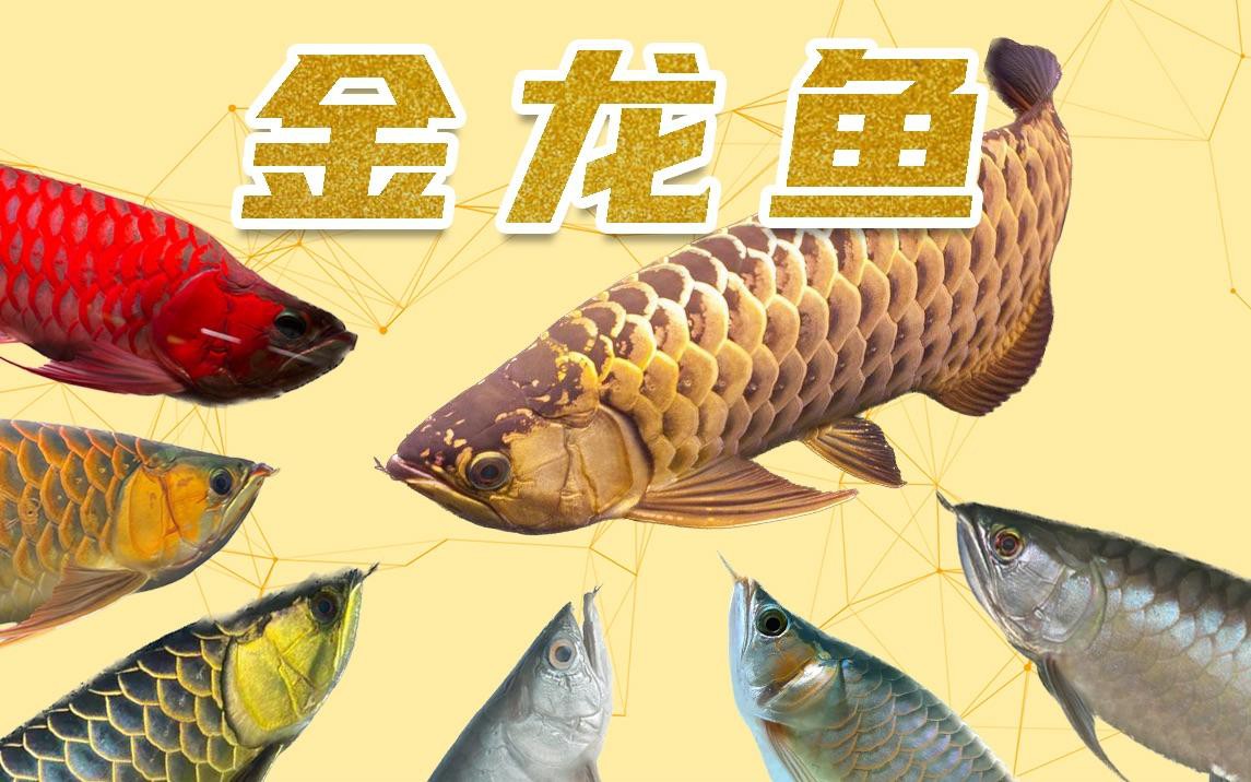 B過金龍和紅尾金龍有什么區別？