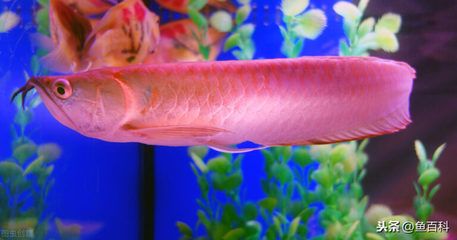 龍魚長期趴缸是什么原因分析圖：龍魚在魚缸中長期趴缸的原因分析 龍魚長期趴缸是什么原因分析圖：龍魚在魚缸中長期趴缸的原因分析 龍魚百科 第4張