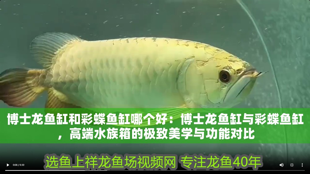 博士龍魚缸和彩蝶魚缸哪個好：博士龍魚缸與彩蝶魚缸，高端水族箱的極致美學與功能對比