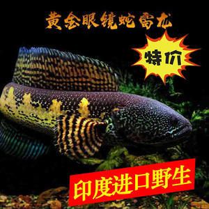 奶茶雷龍是冷水魚嗎還是溫水魚好：奶茶雷龍的飼養條件和水溫要求