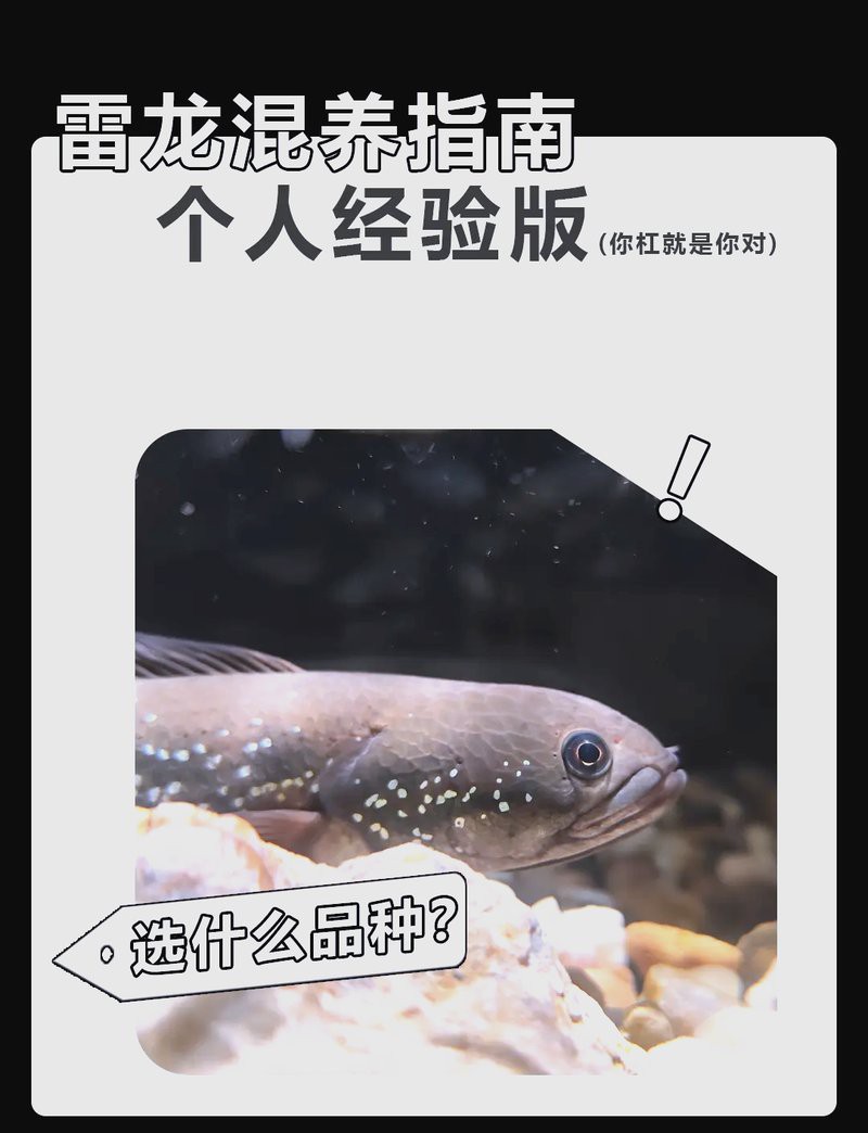七彩雷龍魚可以和什么魚混養嗎