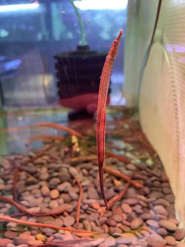 海龍魚圖片做流魚片