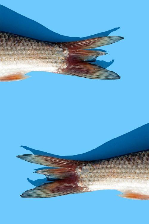 海龍魚圖片做流魚片