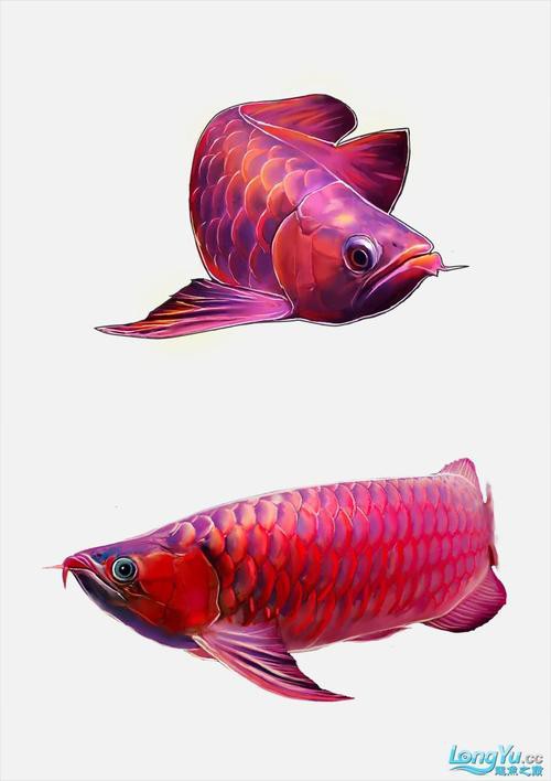 有沒有更多風格的紅龍魚壁紙？
