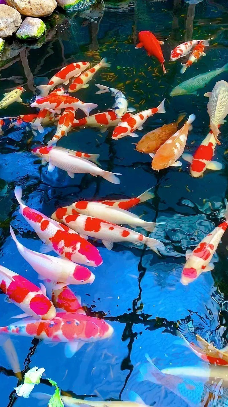 有沒有更多風格的紅龍魚壁紙？