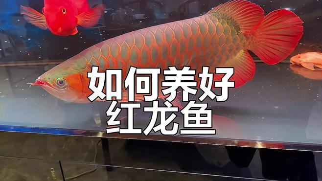 紅龍魚吃什么最好養(yǎng)殖 紅龍魚吃什么最好養(yǎng)殖 龍魚百科
