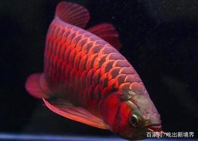 龍魚吃哪種小魚好：喂養龍魚的小魚種類