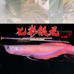 純血龍魚價(jià)格多少（純血龍魚的價(jià)格因其品種、品相、大小等因素而差異）