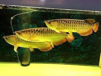 蘭州魚缸定做店電話地址（ 蘭州魚缸定做店電話地址是多少）