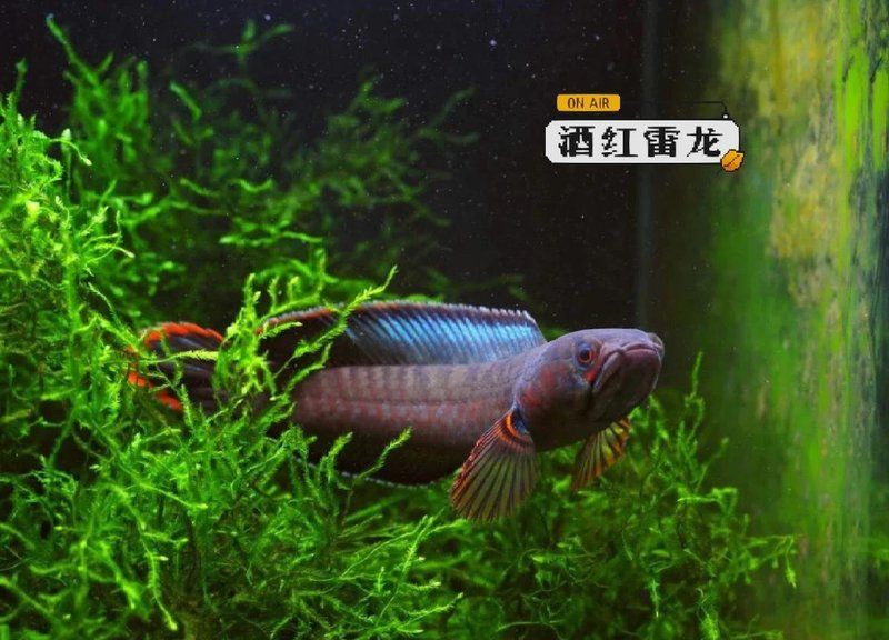 酒紅雷龍最低水溫 酒紅雷龍最低水溫 龍魚百科 第9張