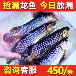 20公分龍魚可以吃多大的小魚苗呢（20公分的龍魚可以吃2-4厘米的小魚苗） 20公分龍魚可以吃多大的小魚苗呢（20公分的龍魚可以吃2-4厘米的小魚苗） 龍魚百科 第3張