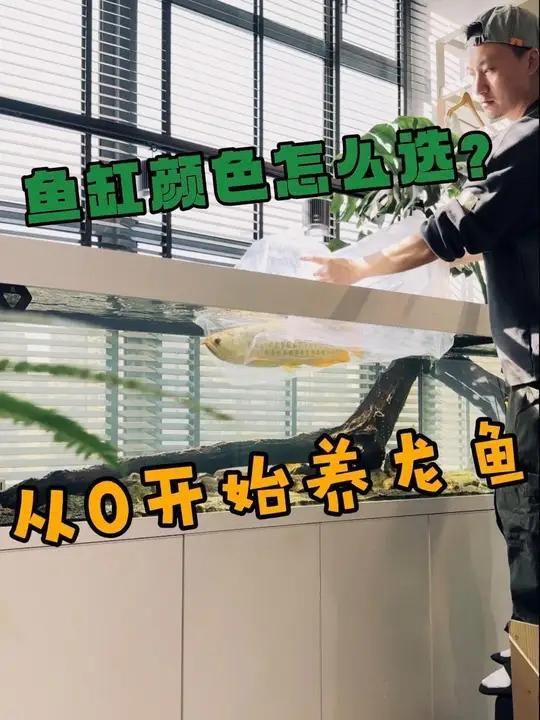 龍魚什么顏色的好 龍魚什么顏色的好 龍魚百科 第1張