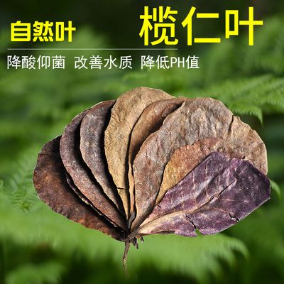欖仁葉降酸效果的科學依據：關于欖仁葉降酸的科學依據