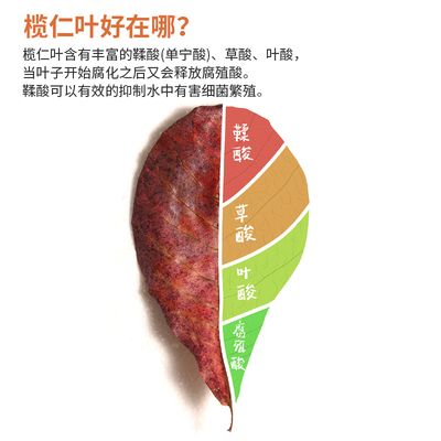 欖仁葉降酸效果的科學依據：關于欖仁葉降酸的科學依據