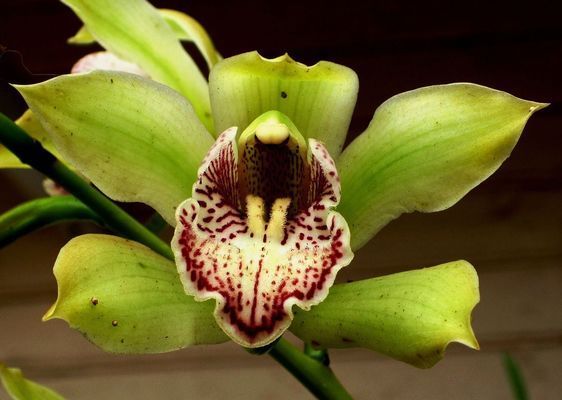 龍魚麻藥用多了燒傷鱗片怎么辦呢：如何判斷龍魚麻醉后恢復(fù)良好