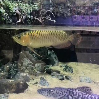 金龍魚爛尾【金龍魚爛尾可能由多種原因造成：細菌和寄生蟲感染】