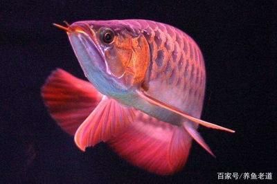 龍魚蒙眼病能自愈嗎怎么治：龍魚蒙眼病能自愈嗎