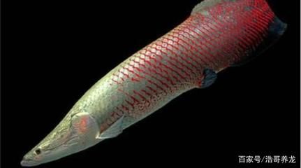 巨骨舌魚和龍魚有什么關系嗎：巨骨舌魚和龍魚有什么關系巨骨舌魚和龍魚有什么關系