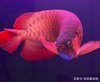 為什么紅龍魚價格這么貴：為什么紅龍魚的價格那么昂貴？