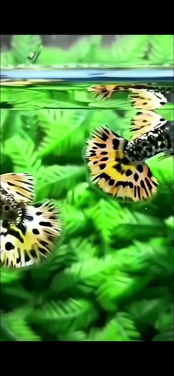 印尼又一新品重金屬馬賽克