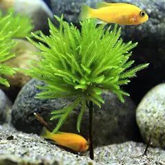 萬年水族店，萬年縣森森格池水族店 萬年水族店，萬年縣森森格池水族店 全國水族館企業(yè)名錄 第4張