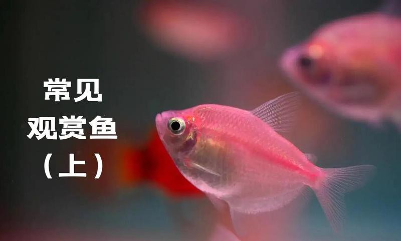 羅漢魚(yú)龍魚(yú)