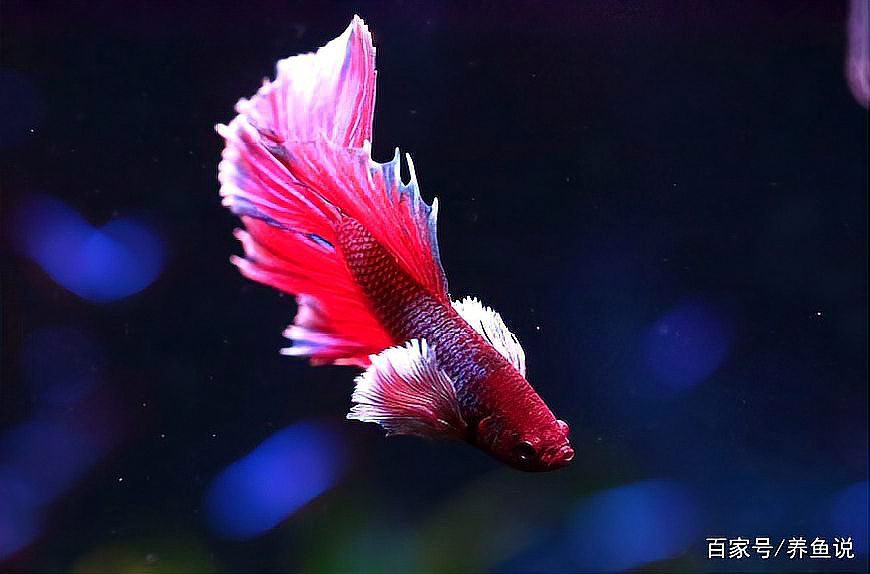 羅漢魚(yú)龍魚(yú)