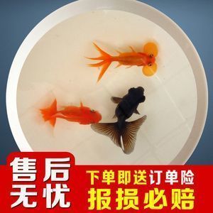 龍魚餌料營養均衡指南：自制龍魚餌料食譜，龍魚餌料保存技巧，龍魚營養不良癥狀 龍魚餌料營養均衡指南：自制龍魚餌料食譜，龍魚餌料保存技巧，龍魚營養不良癥狀 龍魚百科 第4張