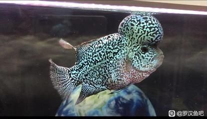 龍魚抱卵死亡率：龍魚抱卵死亡率是一個復雜的問題涉及到多個可能的因素