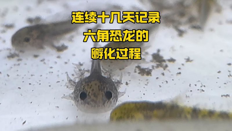 六角龍魚繁殖后如何養(yǎng)護(hù)？