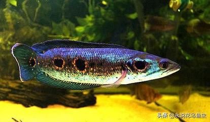 雷龍魚可以和龍魚混養：雷龍魚和龍魚可以混養嗎