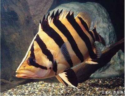 雷龍魚可以和龍魚混養：雷龍魚和龍魚可以混養嗎