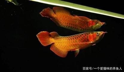紅龍魚怎么用燈光，紅龍魚燈光養護指南
