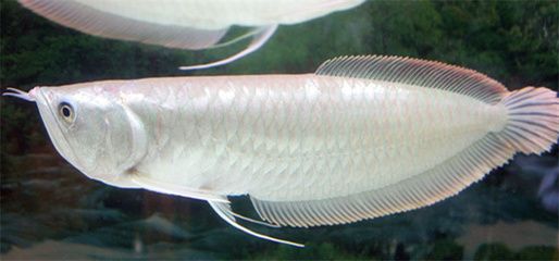 銀龍魚繁殖條件及技巧：銀龍魚的繁殖技巧 銀龍魚繁殖條件及技巧：銀龍魚的繁殖技巧 龍魚百科 第2張